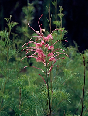 APII jpeg image of Grevillea plurijuga subsp. superba  © contact APII