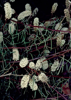 APII jpeg image of Grevillea synapheae subsp. pachyphylla  © contact APII