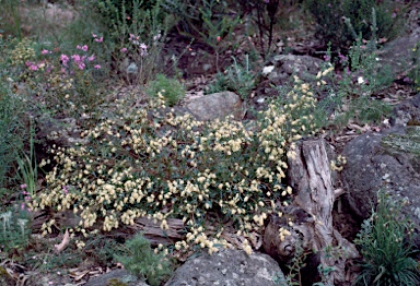 APII jpeg image of Grevillea synapheae subsp. synapheae  © contact APII