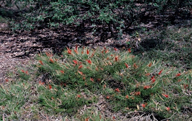 APII jpeg image of Grevillea tetragonoloba  © contact APII