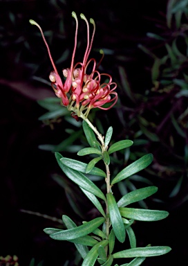 APII jpeg image of Grevillea obtusifolia  © contact APII