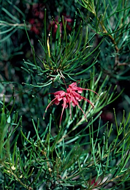 APII jpeg image of Grevillea pinaster  © contact APII