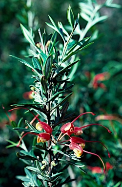 APII jpeg image of Grevillea tripartita subsp. macrostylis  © contact APII