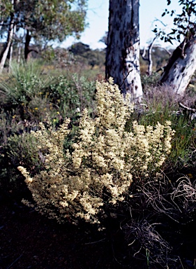 APII jpeg image of Grevillea florida  © contact APII