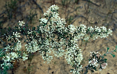 APII jpeg image of Grevillea vestita subsp. isopogoides  © contact APII