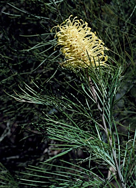 APII jpeg image of Grevillea whiteana  © contact APII