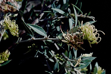 APII jpeg image of Grevillea aquifolium  © contact APII