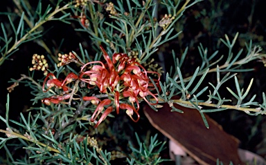 APII jpeg image of Grevillea thelmanniana 'Baby'  © contact APII