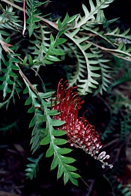 APII jpeg image of Grevillea 'Boongala Spinebill'  © contact APII