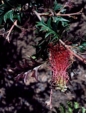 APII jpeg image of Grevillea 'Copper Crest'  © contact APII