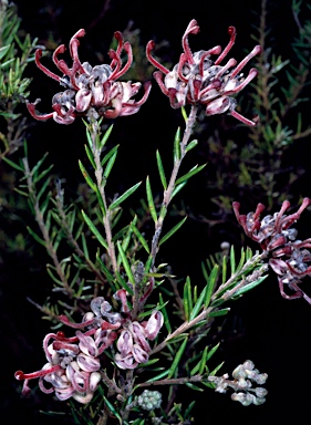 APII jpeg image of Grevillea 'Evelyn's Coronet'  © contact APII