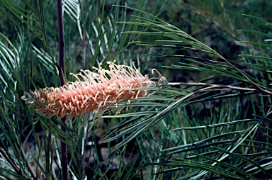 APII jpeg image of Grevillea 'Flamingo'  © contact APII