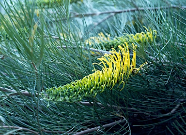 APII jpeg image of Grevillea 'Golden Lyre'  © contact APII