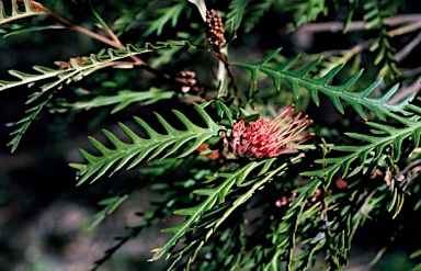 APII jpeg image of Grevillea 'Ivanhoe'  © contact APII