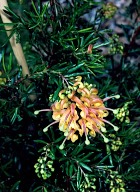 APII jpeg image of Grevillea 'Jubilee'  © contact APII