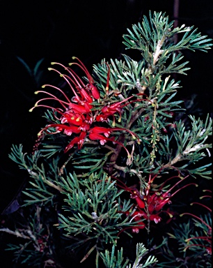 APII jpeg image of Grevillea 'Magic Lantern'  © contact APII