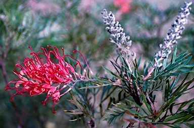 APII jpeg image of Grevillea 'Mason's Hybrid'  © contact APII