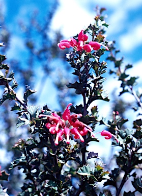 APII jpeg image of Grevillea 'Merinda Gordon'  © contact APII