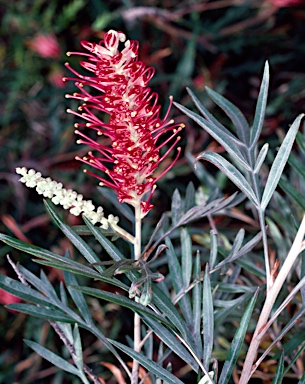 APII jpeg image of Grevillea 'Pink Parfait'  © contact APII