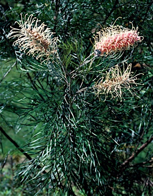 APII jpeg image of Grevillea 'Pink Surprise'  © contact APII