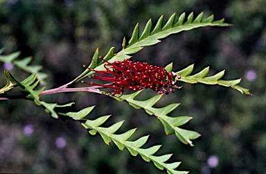 APII jpeg image of Grevillea 'Poorinda Ben'  © contact APII