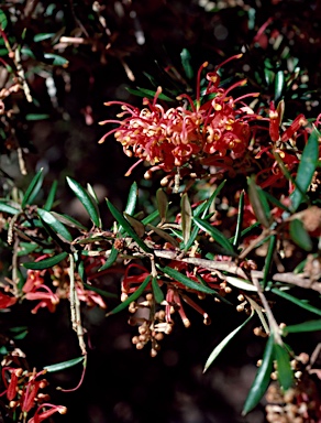 APII jpeg image of Grevillea 'Poorinda Julie'  © contact APII