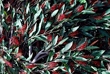 APII jpeg image of Grevillea 'Poorinda Royal Mantle'  © contact APII