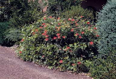 APII jpeg image of Grevillea 'Robyn Gordon'  © contact APII