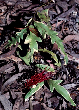 APII jpeg image of Grevillea 'Sunkissed Waters'  © contact APII