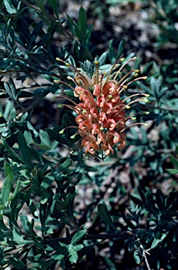 APII jpeg image of Grevillea 'Wakiti Sunrise'  © contact APII