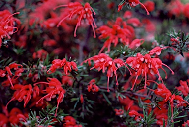 APII jpeg image of Grevillea lavandulacea 'Victor Harbour'  © contact APII