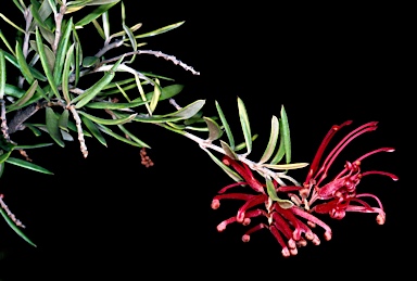 APII jpeg image of Grevillea 'Waverley Ghost'  © contact APII