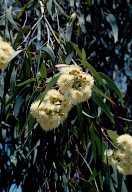 APII jpeg image of Corymbia eximia  © contact APII