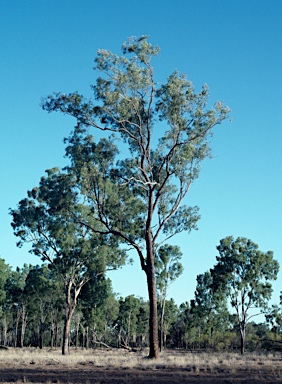 APII jpeg image of Corymbia polycarpa  © contact APII