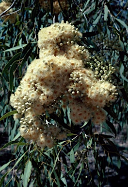 APII jpeg image of Corymbia terminalis  © contact APII