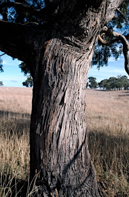 APII jpeg image of Eucalyptus aggregata  © contact APII