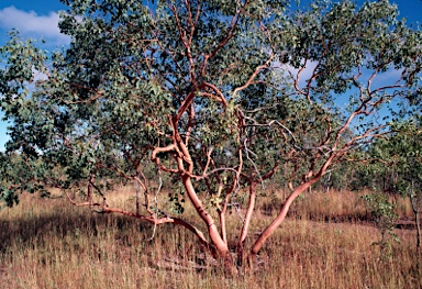 APII jpeg image of Eucalyptus alba var. australasica  © contact APII