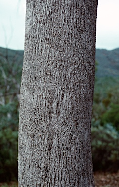 APII jpeg image of Eucalyptus albens  © contact APII