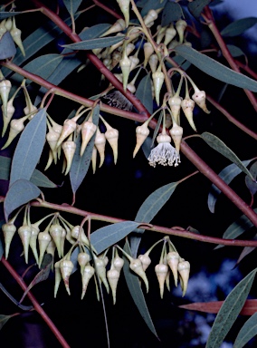 APII jpeg image of Eucalyptus falcata  © contact APII