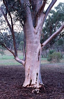 APII jpeg image of Eucalyptus astringens  © contact APII