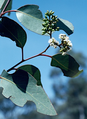 APII jpeg image of Eucalyptus behriana  © contact APII