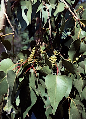 APII jpeg image of Eucalyptus bigalerita  © contact APII