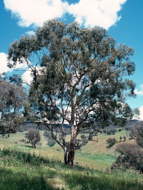 APII jpeg image of Eucalyptus blakelyi  © contact APII