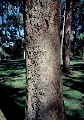 APII jpeg image of Eucalyptus bosistoana  © contact APII