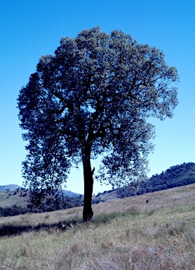 APII jpeg image of Eucalyptus caleyi  © contact APII