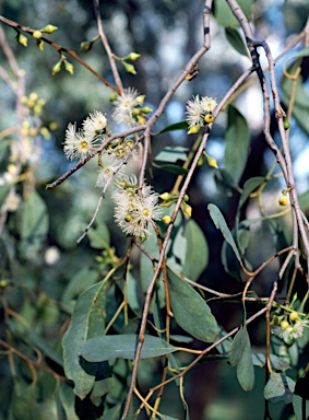 APII jpeg image of Eucalyptus camphora subsp. camphora  © contact APII