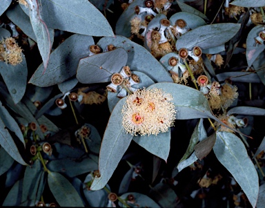 APII jpeg image of Eucalyptus cinerea  © contact APII