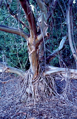 APII jpeg image of Eucalyptus codonocarpa  © contact APII