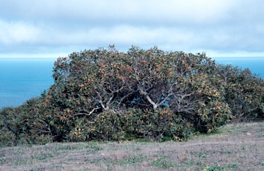 APII jpeg image of Eucalyptus cosmophylla  © contact APII