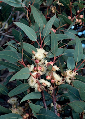 APII jpeg image of Eucalyptus cosmophylla  © contact APII